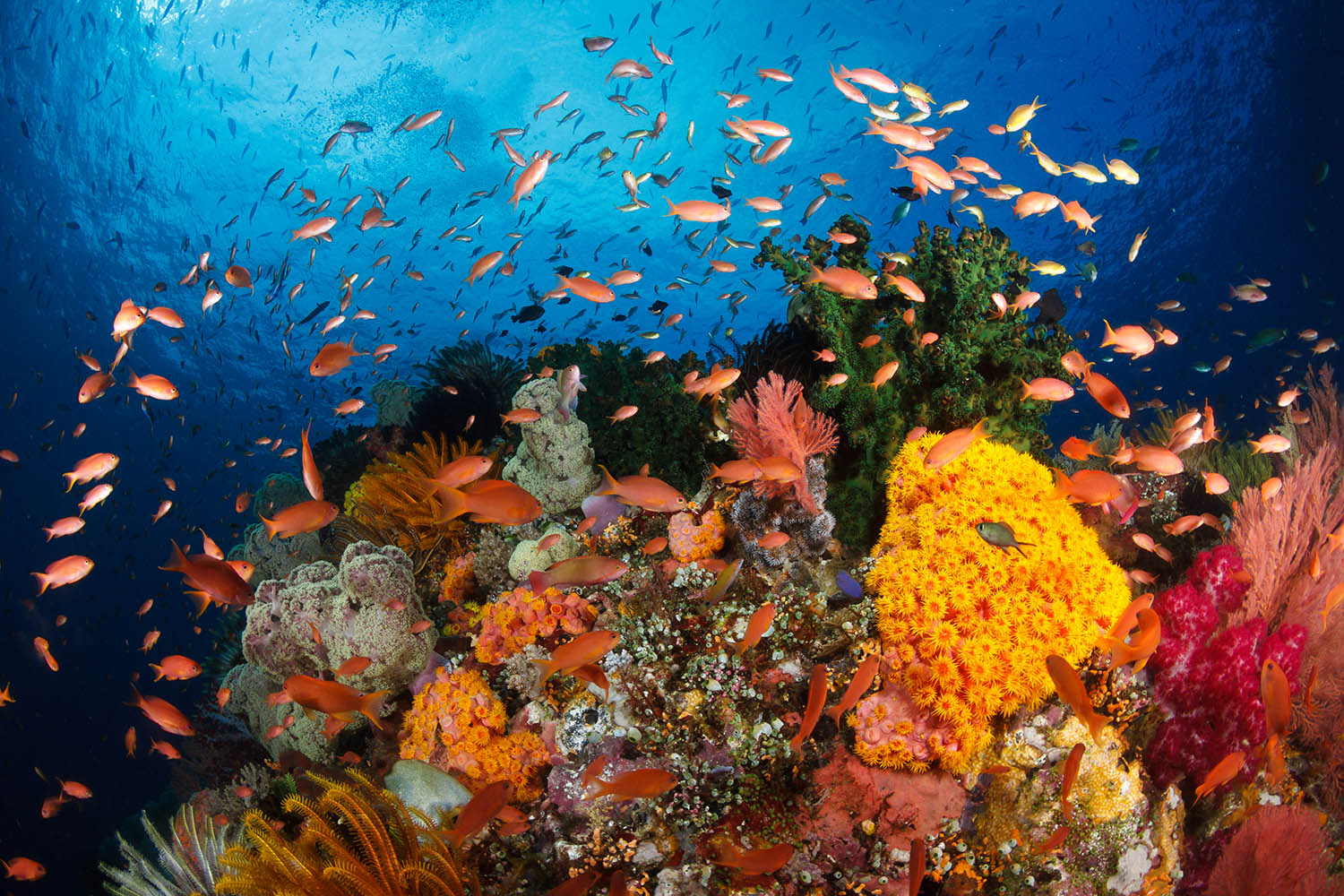 Sylvia Earle: ‘Time is running out for our oceans’