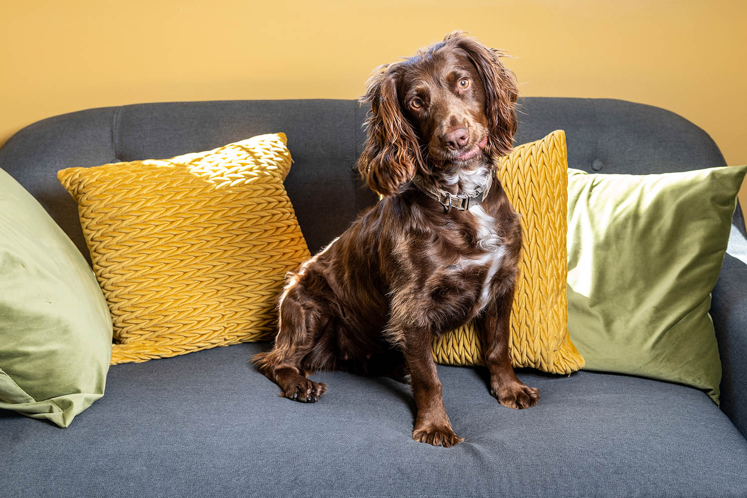 Dog owners can conquer grief with a £37,000 clone
