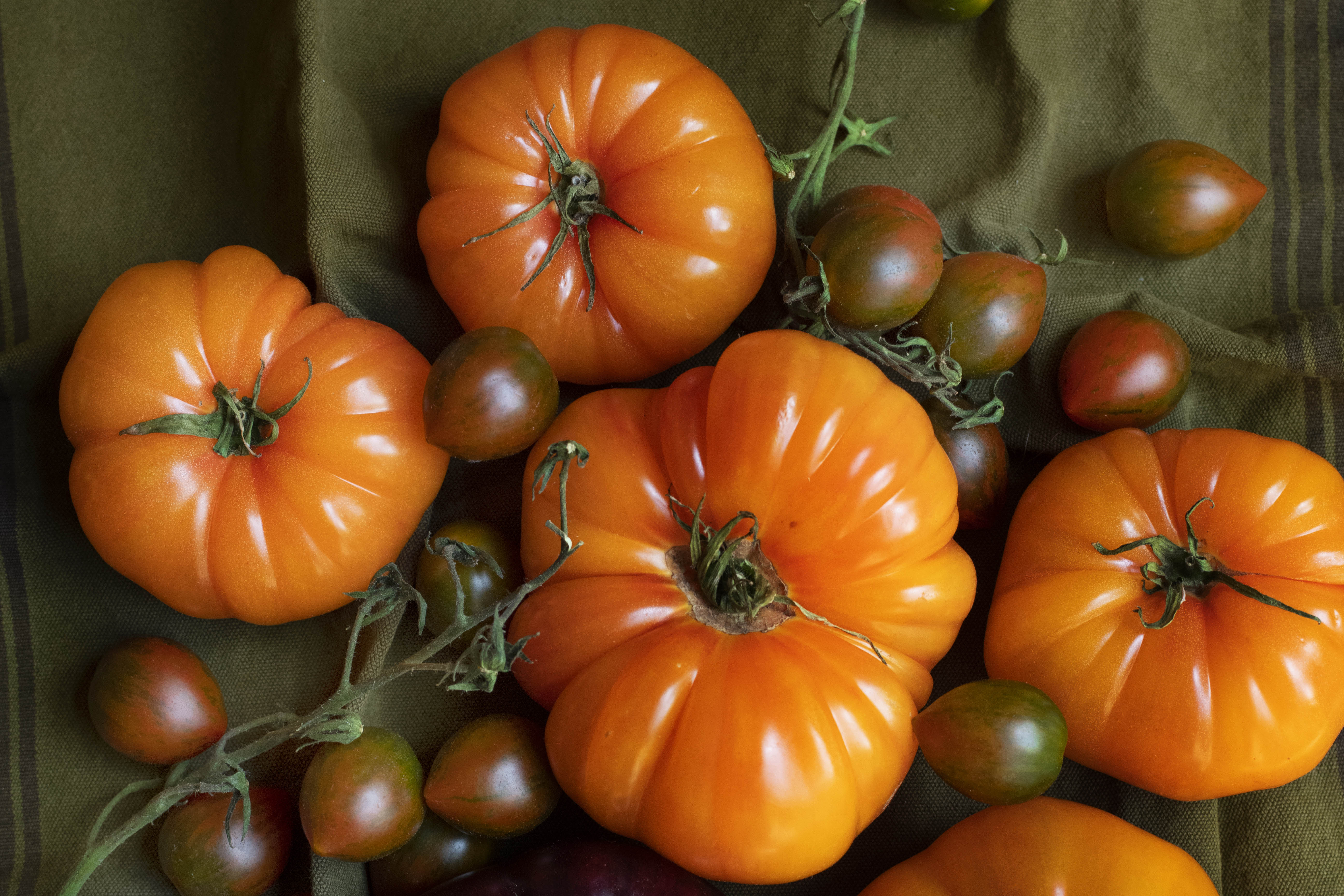 Nigel Slater’s kitchen diary: tomatoes are here in all their sun-ripened glory